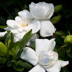 2 Bulbs Gardenia Jasminoides Cape Jasmine Heirloom Strong Fragrant Home Garden