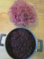 Elderberry – Whole Dried Berries, Summer 2023 Appalachian Mountains Wild Harvest