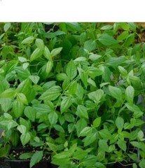 100% Organic Mexican Dream Herb Calea Zacatechichi – Pure Dried Lucid Dream Tea
