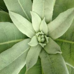 MULLEIN LEAF The Freshest It Can Be 100 Vegetarian Capsules No Additives
