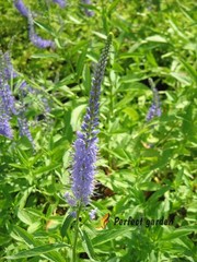 100 Seeds Veronica Spicata Spiked Speedwell Resistant Perennial Blue Flowers