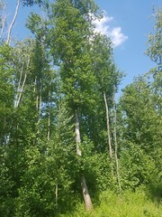 Black Alder (Alnus glutinosa) 1:100 potency resin extract