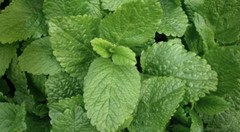 WHOLESALE!! LEMON BALM LEAF CUT/SIFTED DRIED BULK TEA NON-GMO-1,2,3,4,5 LBS