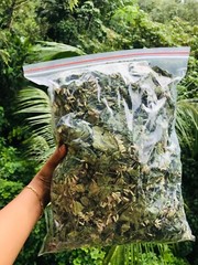 Dried Mexican Dream Herb CALEA ZACATECHICHI Lucid Pure 100% ORGANIC Herbal Tea