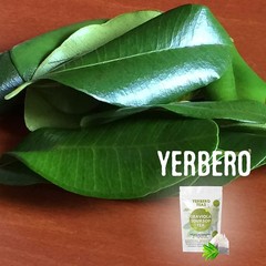 0.75oz All-Natural Graviola Soursop Leaves – Refreshing Herbal Tea Experience