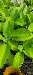 Bulk Miracle Leaf, 1 oz (leaves only) (10+)