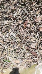 Insulin Dried Cut Leaf 50g Costus Igneus Organic Natural Diabetic Patients Thebu