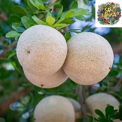 Organic Wood Apple Powder(Limonia acidissima)Organic,Natural Cooling Drink Powde