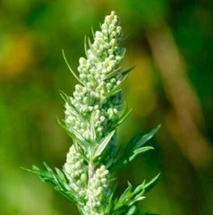 Mugwort Herb Dried Cut ( Artemisia vulgaris ) FREE SHIPPING