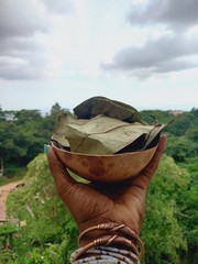 Jamaican Soursop Leaves