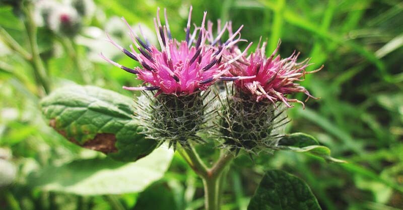 100 Burdock Seeds (Arctium Lappa) Organic Non GMO