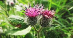 100 Burdock Seeds (Arctium Lappa) Organic Non GMO