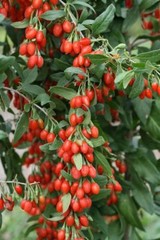 GOJI BERRY Handcrafted Antioxidants High Immunity Potent TCM FOLK Tincture ~