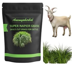 Super Napier Grass Seebs for Goat, High Yield, Cattle Fodder (50 GM to 1000 GM)
