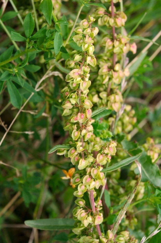 Yellow Dock Root Bark Powder (Rumex crispus) Yellowdock USA
