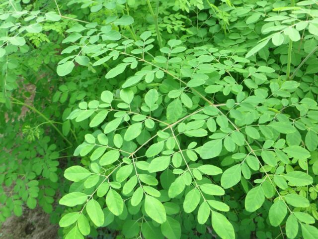 IMMUNE BOOST ORGANIC, FRESH MORINGA LEAVES (1000+) 4-6 oz FREE SAME DAY SHIPPING