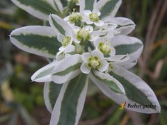 100 Seeds Euphorbia Marginata Snow On The Mountain Variegated Spurge Small Plant