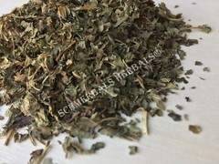 Lemon Balm, Melissa officinalis ~ Schmerbals Herbals