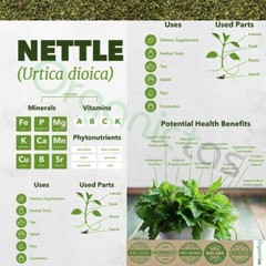 Whole Organic Stinging Nettle Powder Wild Harvested Urtica Dioica 25g – 400g BIO