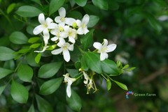 100 Seeds Murraya Paniculata Orange Jasmine China Box Rare Fragrant White Flower