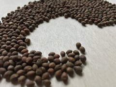 Rivea Corymbosa, Bulk All Natural Viable Untreated Seeds ~ Schmerbals Herbals