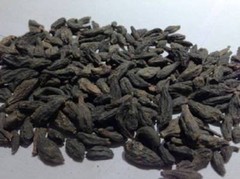 HARITAKI BLACK CHEBULIC MYROBALAN TERMINALIA CHEBULA HARDA – Free Shipping