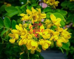 Organic Senna Leaf Powder – Natural Digestive Support Herbal Laxative USA