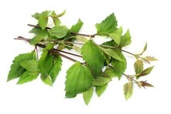 Mexican Dream Herb (Calea zacatechichi) High Quality!