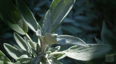 WholeSALE!! Sage Leaf PREMIUM Dried Whole-4 oz, 1 lb.