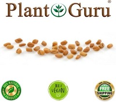 Fenugreek Seeds Whole 2.5 lbs. Jar Bulk Trigonella Foenum Graecum Methi Seed