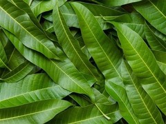 Dried Mango Leaves Whole Natural Mango Leaf Sri Lankan Herbal Botanical Leaves