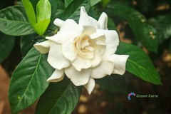 2 Bulbs Gardenia Jasminoides Cape Jasmine Heirloom Strong Fragrant Home Garden