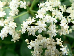 WholeSALE!! ORGANIC Elder Flower PREMIUM Dried Whole-4 oz, 1, 2, 5 lbs.