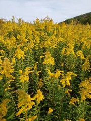 GOLDENROD Herb Dried Bulk Tea Solidago canadensis Golden Rod Apothecary Wiccan