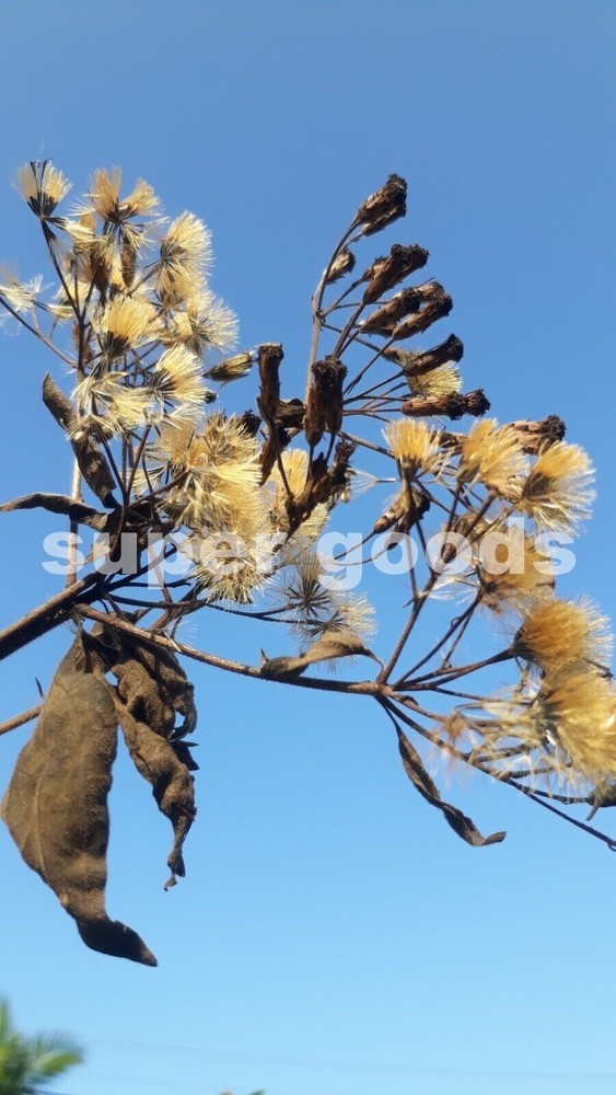 Mexican Dream Herb Calea Zacatechichi Lucid Dream Herbal Plant Seeds