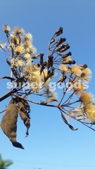 Mexican Dream Herb Calea Zacatechichi Lucid Dream Herbal Plant Seeds