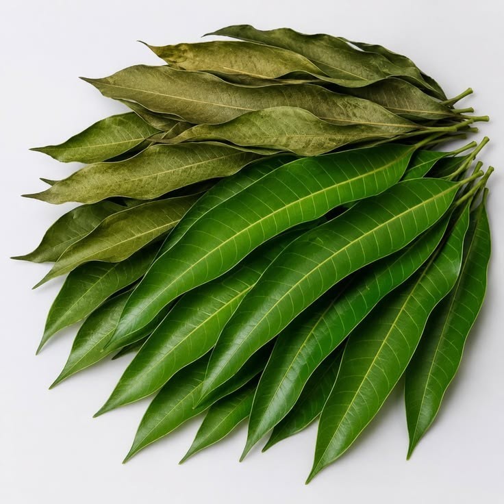 Dried Mango Leaves Whole Natural Mango Leaf Sri Lankan Herbal Botanical Leaves