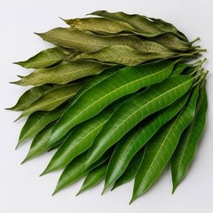 Dried Mango Leaves Whole Natural Mango Leaf Sri Lankan Herbal Botanical Leaves