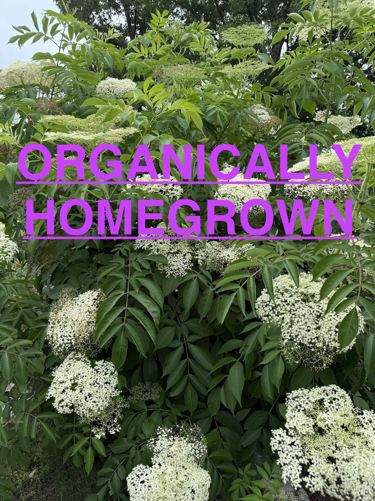 ORGANIC HOMEGROWN Dried Elderberries Sambucus nigra 1 OZ