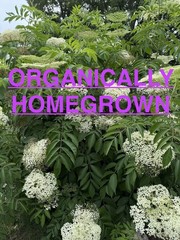 ORGANIC HOMEGROWN Dried Elderberries Sambucus nigra 1 OZ