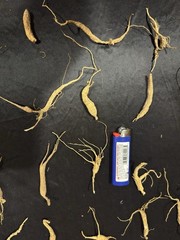 Dry Wild American Ginseng. 0.19 Lb. W/ Certificate. 82 Roots Total. 2025 Harvest