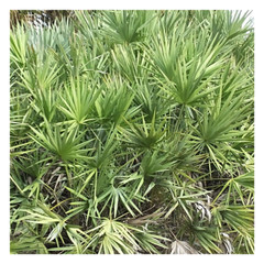 Saw Palmetto Tincture | Organic Palmetto Berry | Serenoa Repens