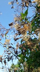 Mexican Dream Herb Calea Zacatechichi Lucid Dream Herbal Plant Seeds