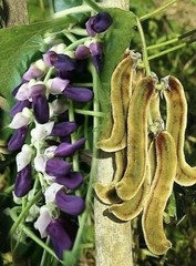 100 Seeds Black Organic Mucuna Beans Mucuna Pruriens For Growing And Food