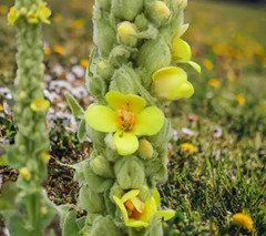 Mullein Extract for Lungs Herbal Respiratory Support EASY liquid Drops DLX USA