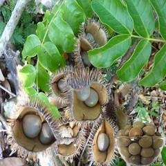#kalarchikkai/fever nut/#best madicine herbs# for adult#100% health benifits 50g