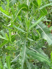 Dried Wild/Prickly Lettuce Leaves NON GMO Fresh 2020 Peak Harvesting 1-oz