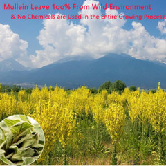 120 Tea bags Mullein Leaf Tea Non-GMO For Lugs Detox & Respiratory Support