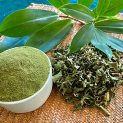 Insulin Plant Leaf Powder Costus Igneus Leaves Tea Thebu Diabetic Organic Herbal