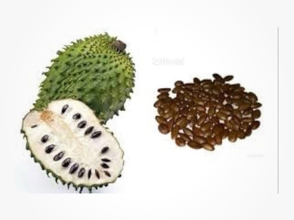 210 Soursop Seeds Annona Muricata Graviola Guanabana 100% Organic Tropical Rare